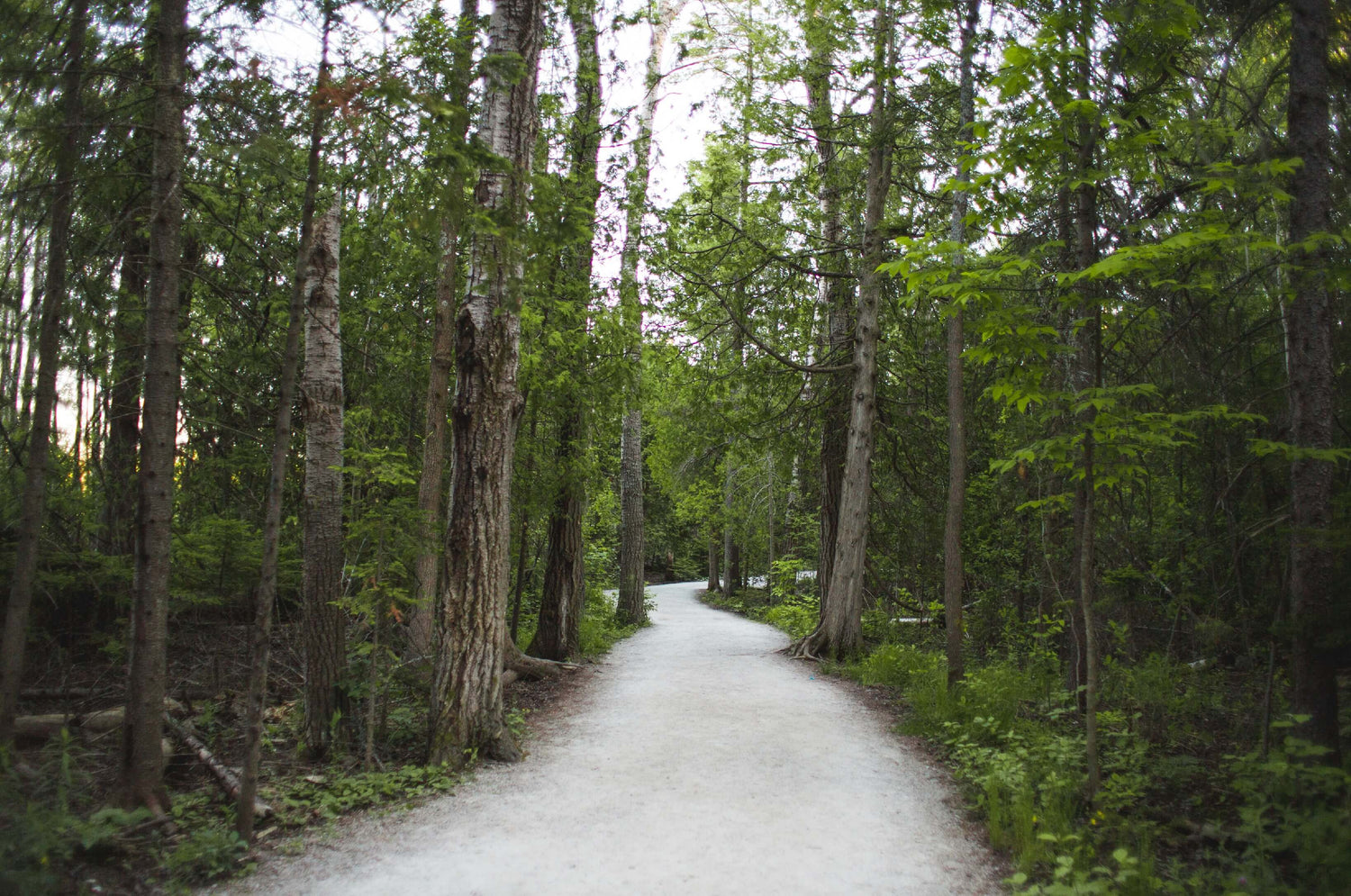 Sttelland Forest